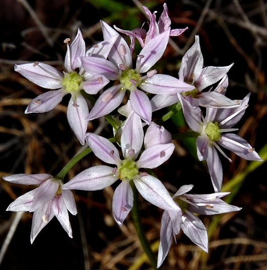 {Allium speculae}